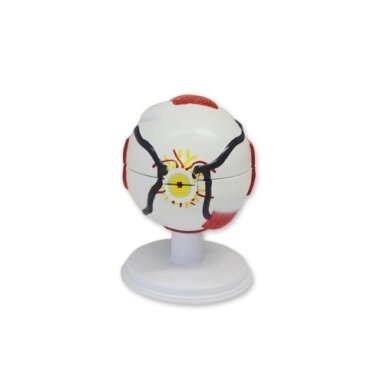 Akies modelis, padidintas 6 kartus