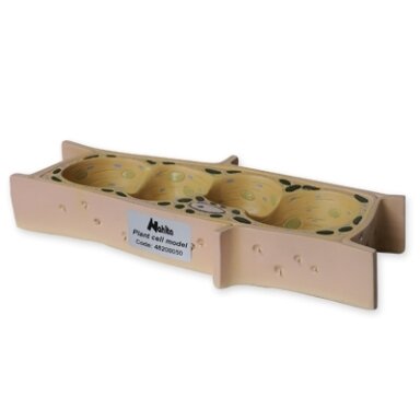 Augalo ląstelės modelis