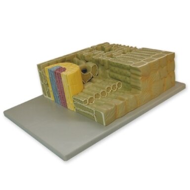Lapo fragmento modelis