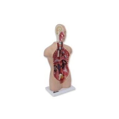 Mini torso modelis (galva ir liemuo)