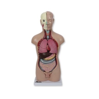 Mini torso modelis (galva ir liemuo)