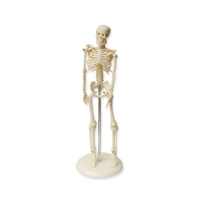 Mini skeleto modelis, lankstus Mini skeleto modelis, lankstus
