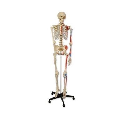 Skeleto modelis, 180 cm