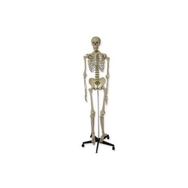 Skeleto modelis, 180 cm