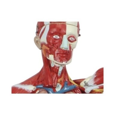 Skeleto su raumenimis ir vidaus organais modelis