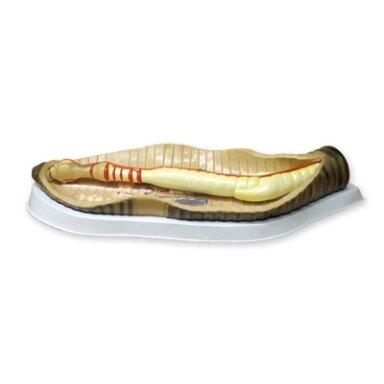 Slieko pjūvio modelis