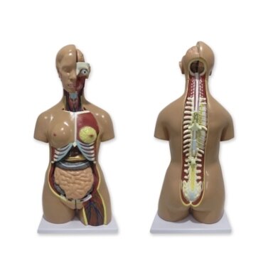Torso modelis, atvira nugara, dvilytis